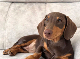 Female Minature Dachshund for sale