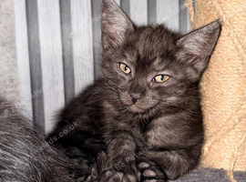 Maine Coon kittens