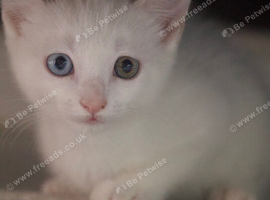 4 Kittens for sale