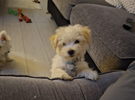 Maltese