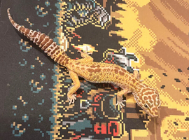 MALE tremper albino leopard gecko