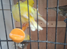 Canaries for sale