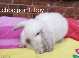 Mini lop babies