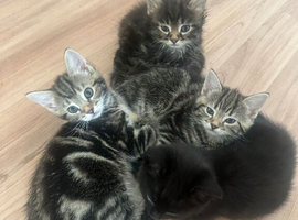 2 kittens for sale