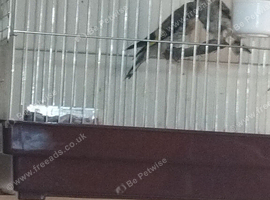 2026 greyplate goldfinches