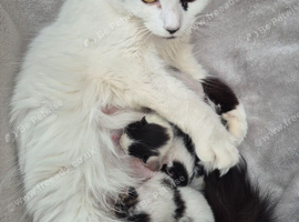 Re-homing my beautiful grand fur babies.