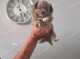 Kc chihuahuas