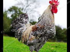 Cream legbar cockerel