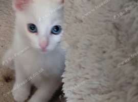Ragdoll X