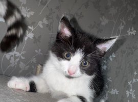 Last kitten available
