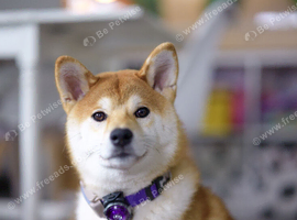 Shiba Inu KC registered  puppy looking for forever home