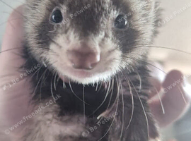Ferrets for sale 4 hobs 1 jill