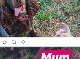 2 cocker spaniel pups left