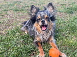 Beautiful Chihuahua girl looking for a loving home