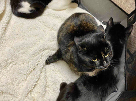 We have 2 lovely kittens mixed breed of American short hair and house cat
