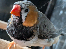 Black breasted split orange breasted