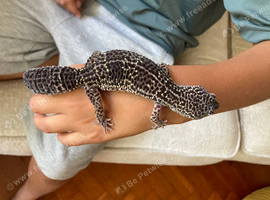 Leopard Gecko with Vivarium