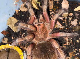 P. Machalla Purple Bloom Tarantula