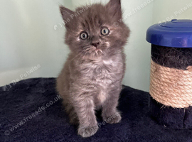 Grey tortie