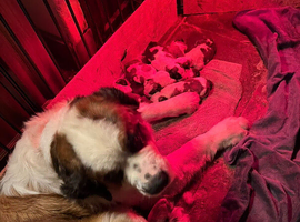 8 gorgeous healthy pups