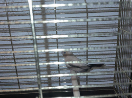 Silver Bill