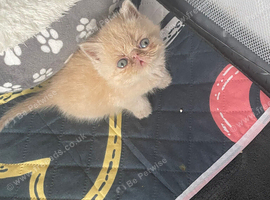 Persian/exotic kittens