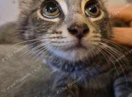 URGENT Two Kittens Looking For Loving Home