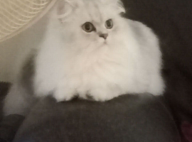 Beautiful Parsain x British long hair 12 months indoor home
