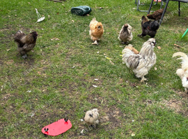 FREE SILKIE ROOSTERS