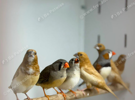 Zebra finches