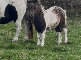 Registered miniature Shetland colt foal