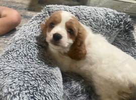 F1 cavapoo