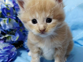 5 mainecoon babies left