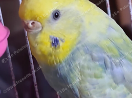 rainbows budgies, normal budgies, male cocktail for sale