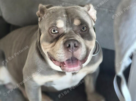 Remy the pocket bully