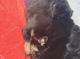 Germany shepherd pups
