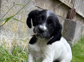 Sprocker x Spaniel Puppies