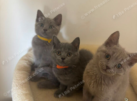 British short hair Russian blue