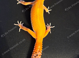 Juvenile Tangerine Morph Leopard Geckos