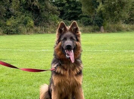 German Shepard bitch 5 years old