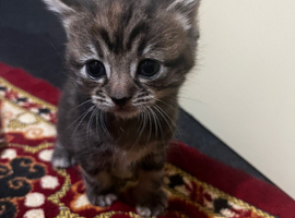 Kittens