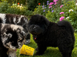 Puppy chows looking for their forever home