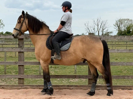 17.1 Warmblood