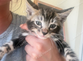 Hold snow lynx bengal kittens ready for their homes now!!!