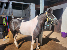 Cracking coloured cob