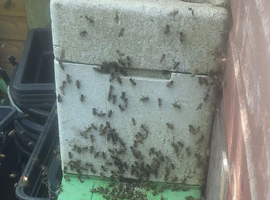 Honey Bees