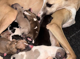 Quality whippet puppies.