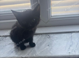 I have 3 kittens for sale