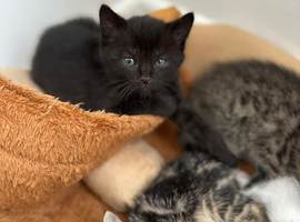 Tabby Kittens