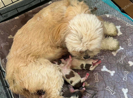 3 beautiful kc reg Lhasa apso for sake Ready 19 Sugust